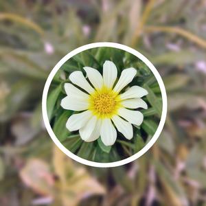 paigeturnah黑白配
